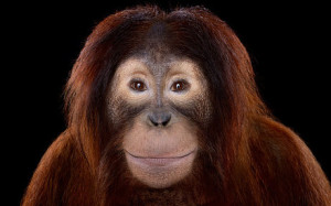 Affinity_Orangutan_3434124c