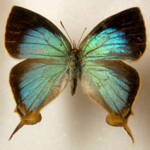 butterfly_specimen_3_by_chamberstock-d3bewbq