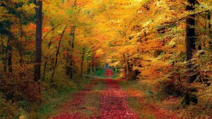 27705-path-through-the-autumn-woods-1920x1080-nature-wallpaper