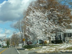 the-TP-tree.small